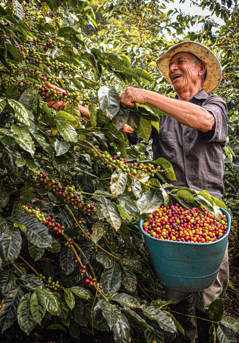 Agricultor colombiano cosechando café en Belalcázar