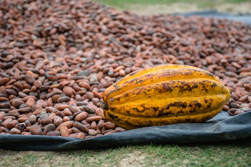 Mazorca de cacao y granos secándose en una plantación colombiana