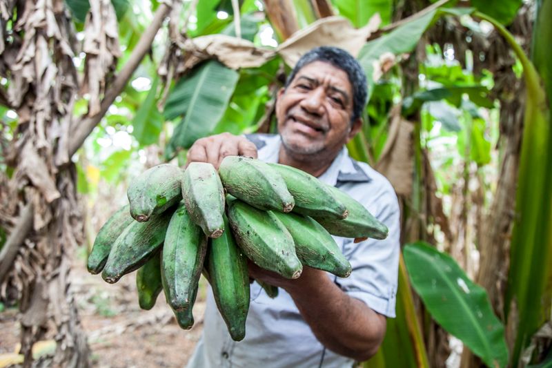 Agricultor muestra plátanos verdes en una plantación colombiana